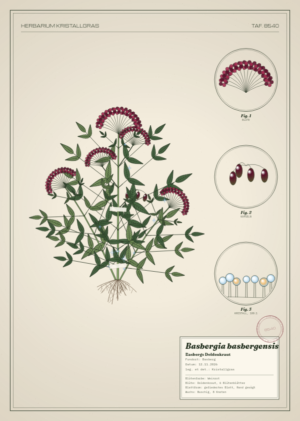 Botanische Tafel: Basbergia basbergensis, eine erfundene Pflanze aus Basberg, gezeichnet wie in einem alten Pflanzenatlas