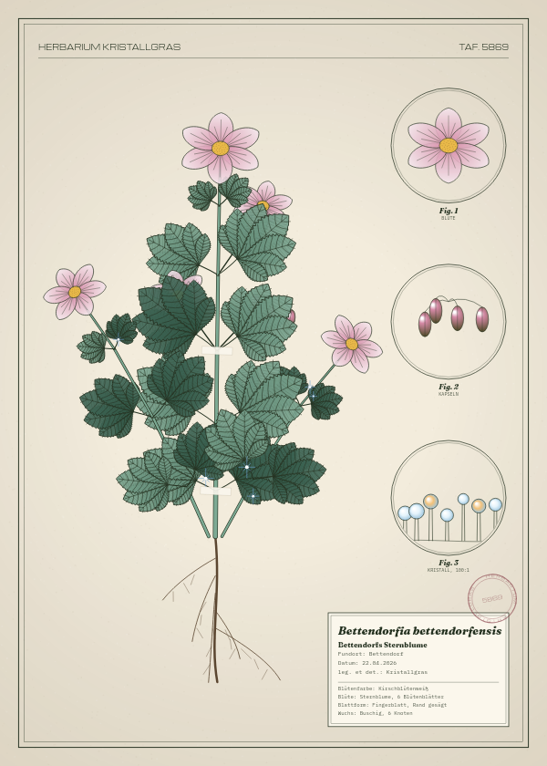 Botanische Tafel: Bettendorfia bettendorfensis, eine erfundene Pflanze aus Bettendorf, gezeichnet wie in einem alten Pflanzenatlas