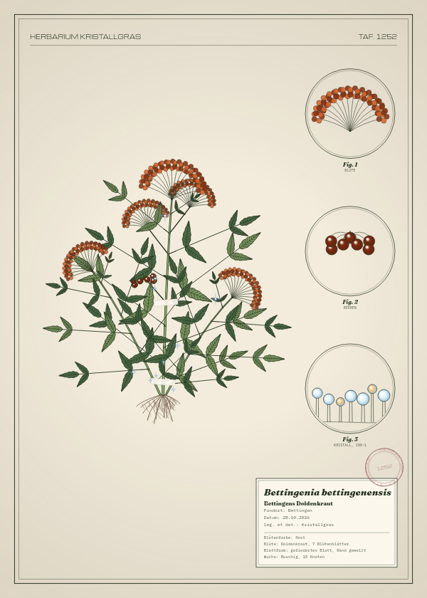 Botanische Tafel: Bettingenia bettingenensis, eine erfundene Pflanze aus Bettingen, gezeichnet wie in einem alten Pflanzenatlas