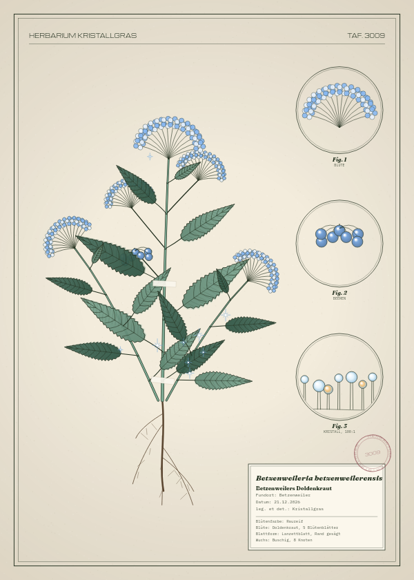Botanische Tafel: Betzenweileria betzenweilerensis, eine erfundene Pflanze aus Betzenweiler, gezeichnet wie in einem alten Pflanzenatlas