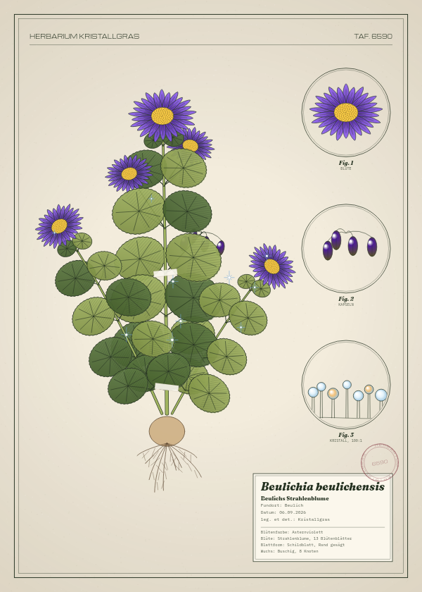 Botanische Tafel: Beulichia beulichensis, eine erfundene Pflanze aus Beulich, gezeichnet wie in einem alten Pflanzenatlas