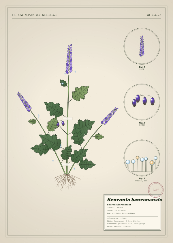 Botanische Tafel: Beuronia beuronensis, eine erfundene Pflanze aus Beuron, gezeichnet wie in einem alten Pflanzenatlas