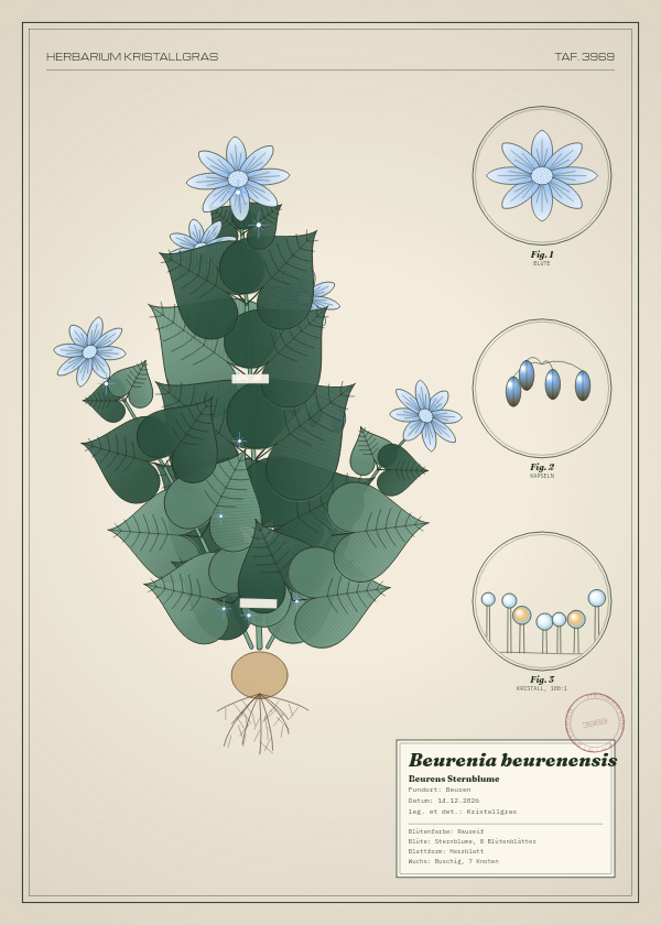 Botanische Tafel: Beurenia beurenensis, eine erfundene Pflanze aus Beuren, gezeichnet wie in einem alten Pflanzenatlas