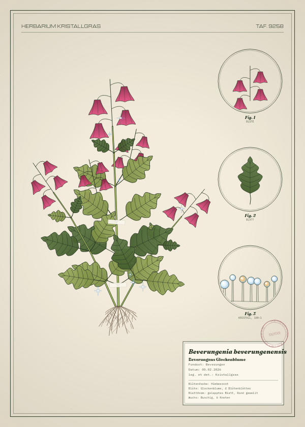 Botanische Tafel: Beverungenia beverungenensis, eine erfundene Pflanze aus Beverungen, gezeichnet wie in einem alten Pflanzenatlas