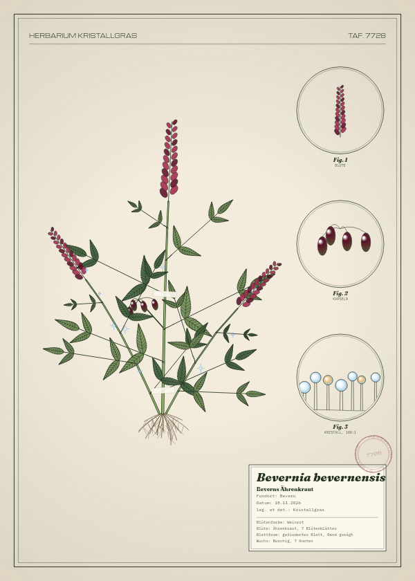Botanische Tafel: Bevernia bevernensis, eine erfundene Pflanze aus Bevern, gezeichnet wie in einem alten Pflanzenatlas