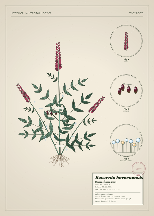 Botanische Tafel: Bevernia bevernensis, eine erfundene Pflanze aus Bevern, gezeichnet wie in einem alten Pflanzenatlas