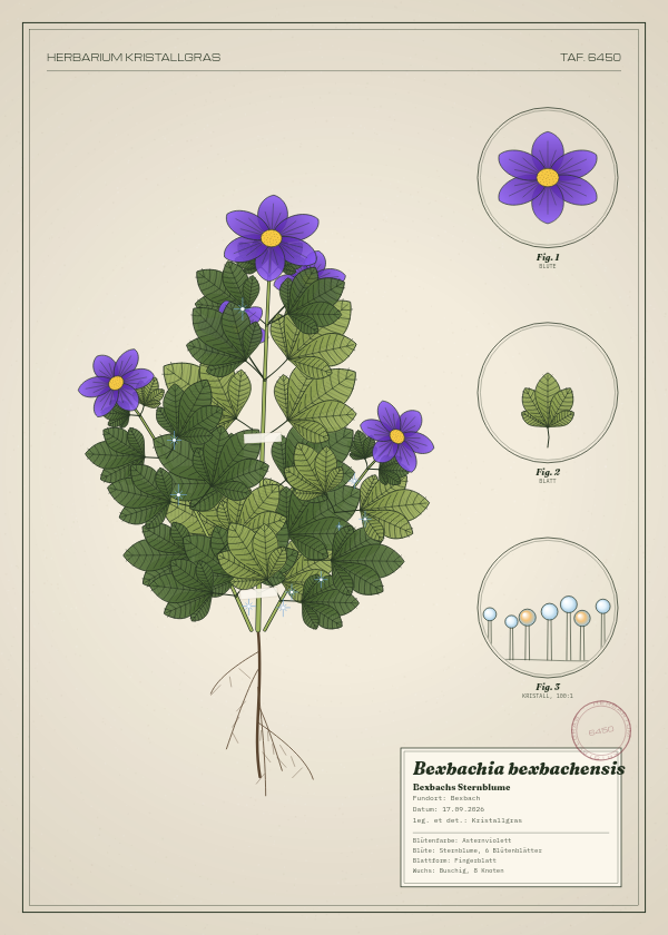 Botanische Tafel: Bexbachia bexbachensis, eine erfundene Pflanze aus Bexbach, gezeichnet wie in einem alten Pflanzenatlas