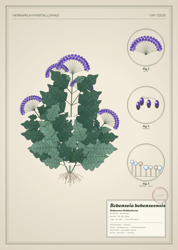 Botanische Tafel: Bebenseia bebenseensis, eine erfundene Pflanze aus Bebensee, gezeichnet wie in einem alten Pflanzenatlas