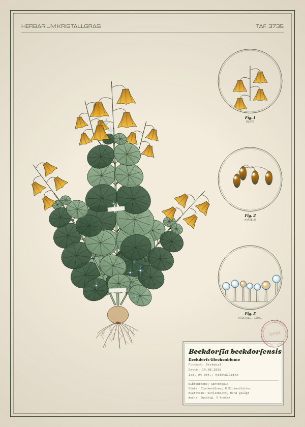 Botanische Tafel: Beckdorfia beckdorfensis, eine erfundene Pflanze aus Beckdorf, gezeichnet wie in einem alten Pflanzenatlas