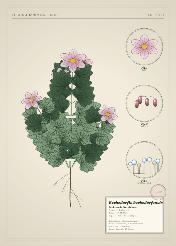 Botanische Tafel: Beckedorfia beckedorfensis, eine erfundene Pflanze aus Beckedorf, gezeichnet wie in einem alten Pflanzenatlas