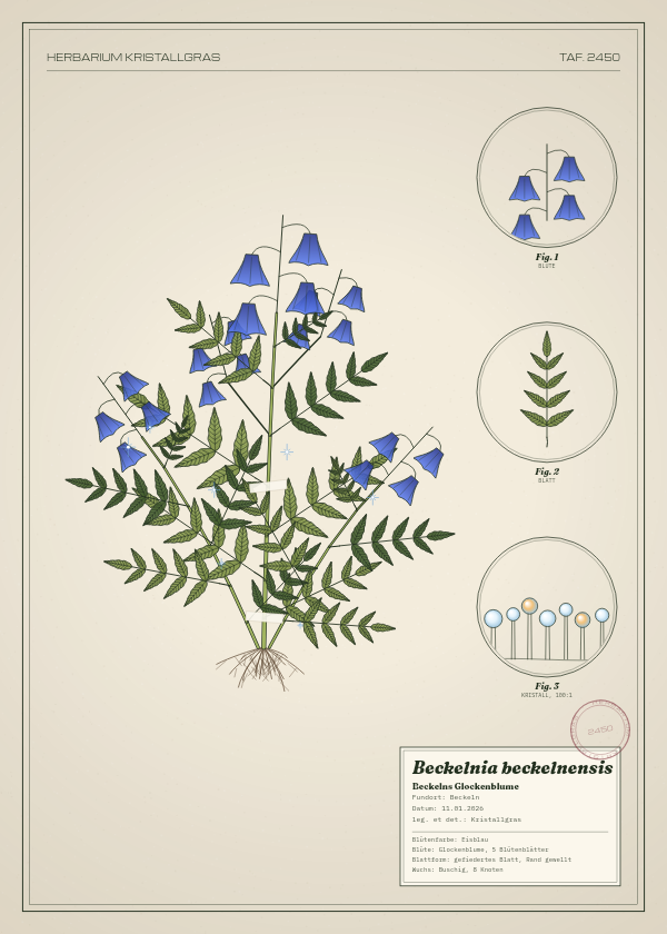 Botanische Tafel: Beckelnia beckelnensis, eine erfundene Pflanze aus Beckeln, gezeichnet wie in einem alten Pflanzenatlas