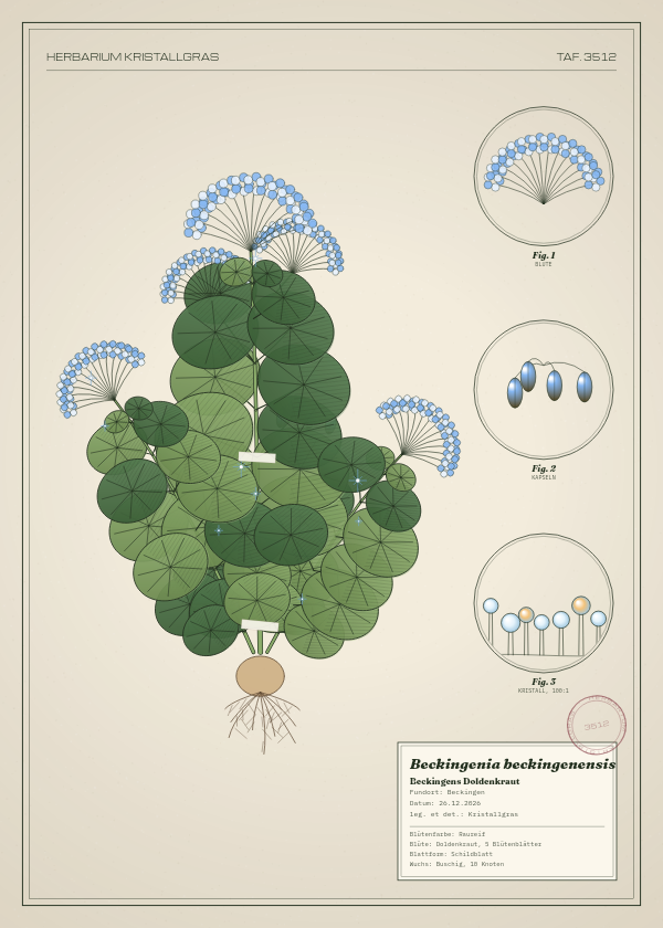 Botanische Tafel: Beckingenia beckingenensis, eine erfundene Pflanze aus Beckingen, gezeichnet wie in einem alten Pflanzenatlas