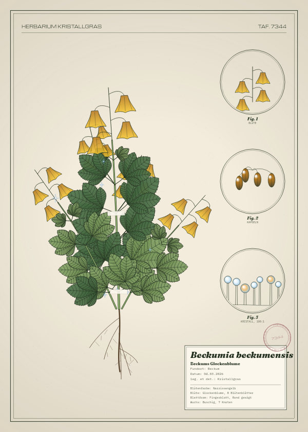 Botanische Tafel: Beckumia beckumensis, eine erfundene Pflanze aus Beckum, gezeichnet wie in einem alten Pflanzenatlas