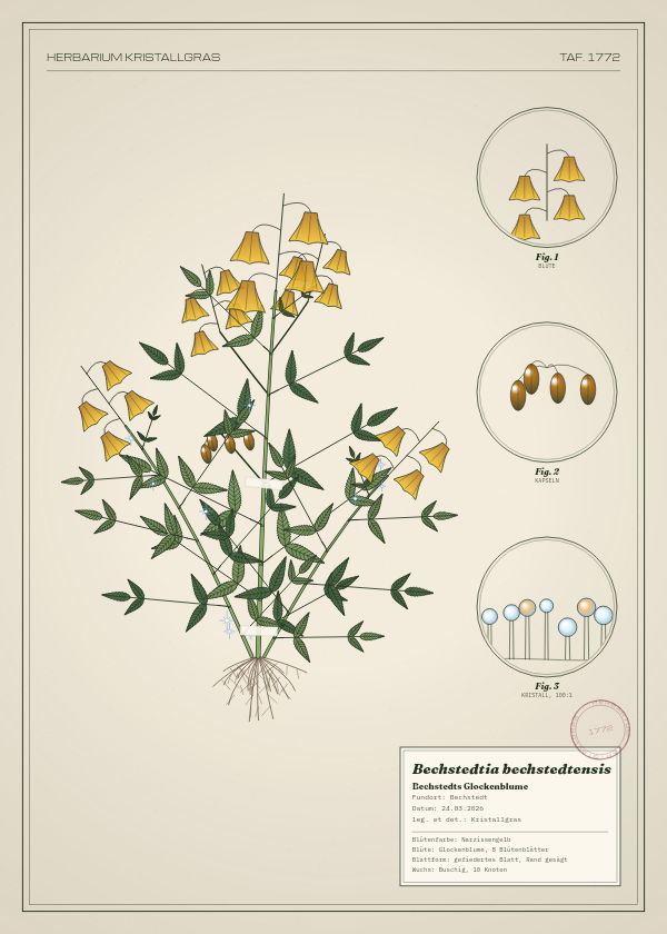 Botanische Tafel: Bechstedtia bechstedtensis, eine erfundene Pflanze aus Bechstedt, gezeichnet wie in einem alten Pflanzenatlas