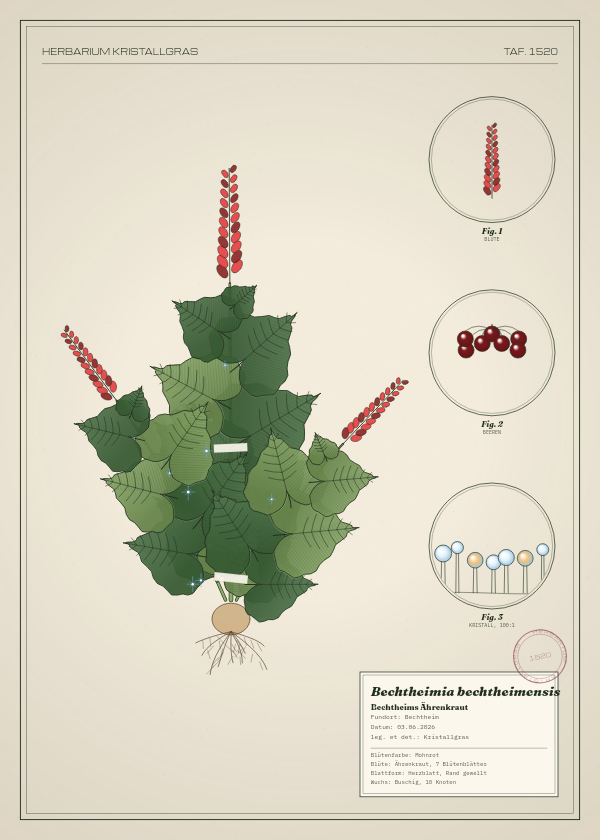 Botanische Tafel: Bechtheimia bechtheimensis, eine erfundene Pflanze aus Bechtheim, gezeichnet wie in einem alten Pflanzenatlas
