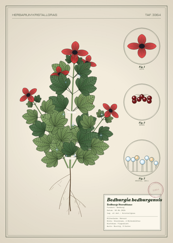 Botanische Tafel: Bedburgia bedburgensis, eine erfundene Pflanze aus Bedburg, gezeichnet wie in einem alten Pflanzenatlas