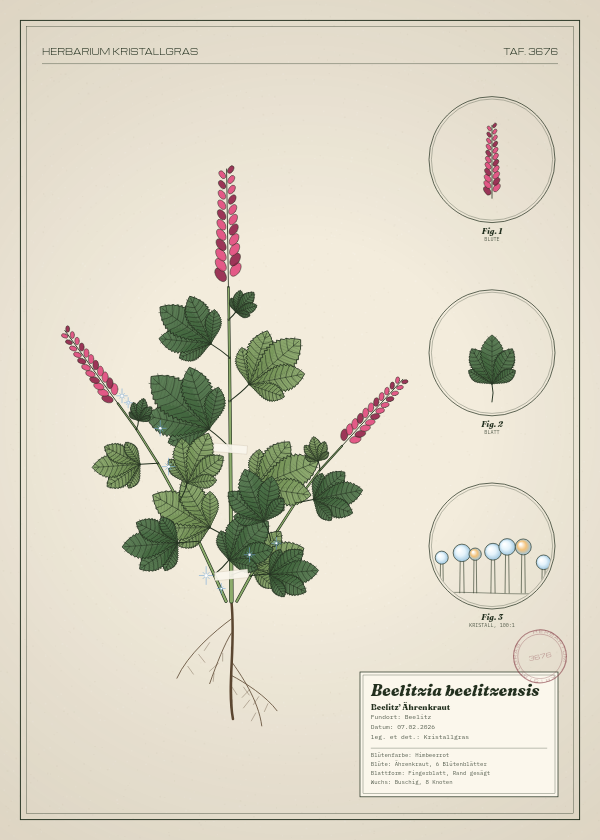 Botanische Tafel: Beelitzia beelitzensis, eine erfundene Pflanze aus Beelitz, gezeichnet wie in einem alten Pflanzenatlas