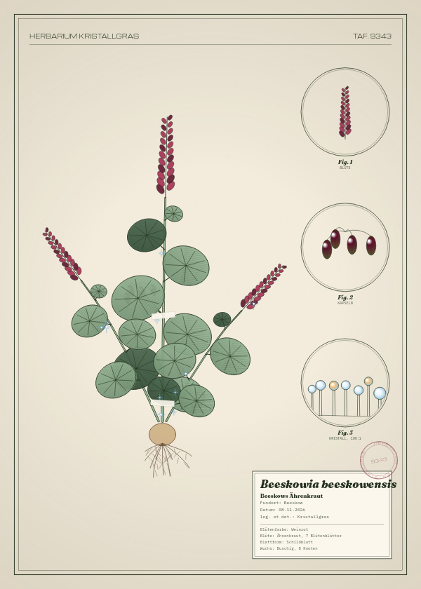Botanische Tafel: Beeskowia beeskowensis, eine erfundene Pflanze aus Beeskow, gezeichnet wie in einem alten Pflanzenatlas