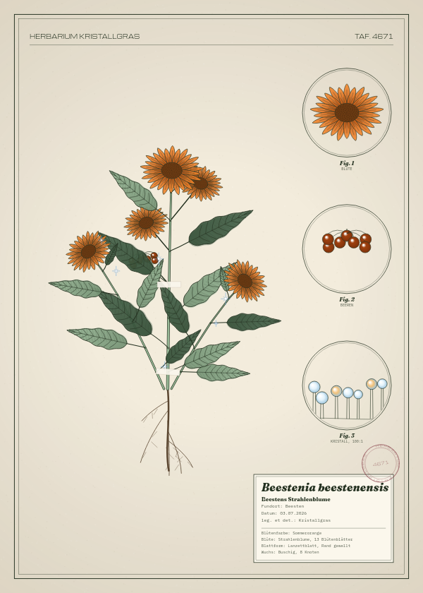 Botanische Tafel: Beestenia beestenensis, eine erfundene Pflanze aus Beesten, gezeichnet wie in einem alten Pflanzenatlas