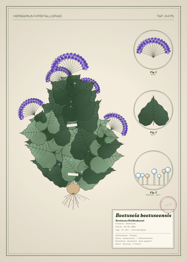Botanische Tafel: Beetzseia beetzseensis, eine erfundene Pflanze aus Beetzsee, gezeichnet wie in einem alten Pflanzenatlas