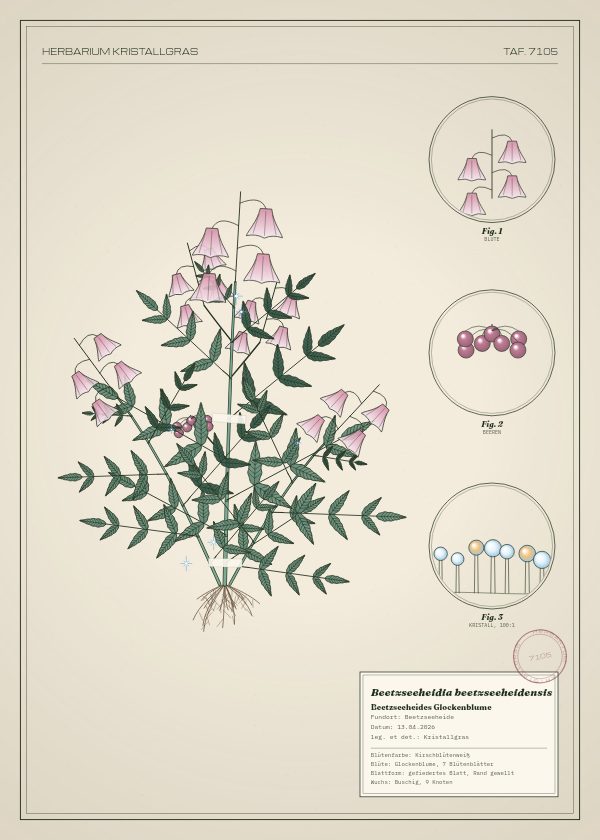 Botanische Tafel: Beetzseeheidia beetzseeheidensis, eine erfundene Pflanze aus Beetzseeheide, gezeichnet wie in einem alten Pflanzenatlas