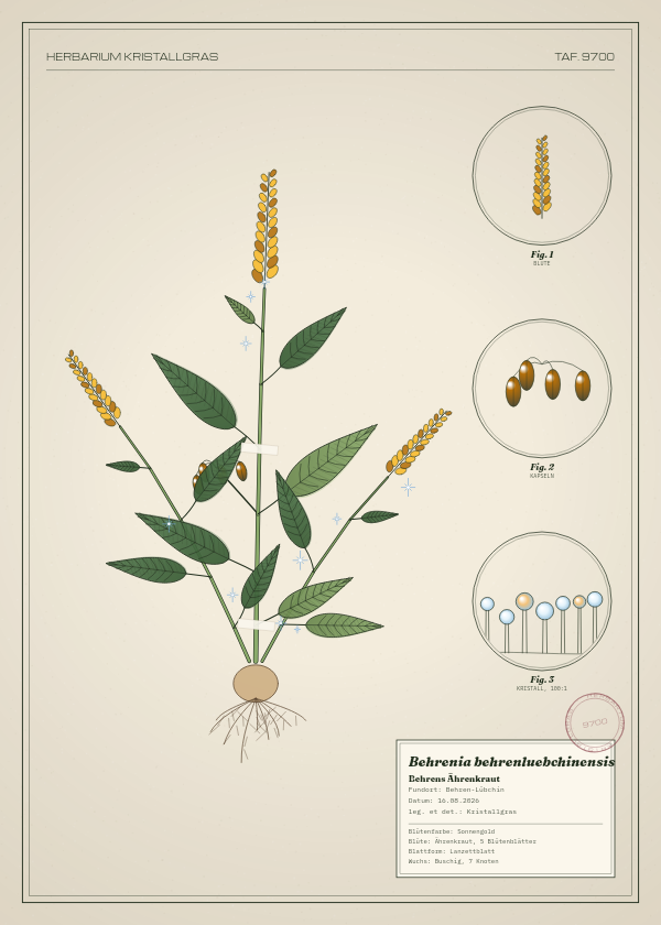 Botanische Tafel: Behrenia behrenluebchinensis, eine erfundene Pflanze aus Behren-Lübchin, gezeichnet wie in einem alten Pflanzenatlas