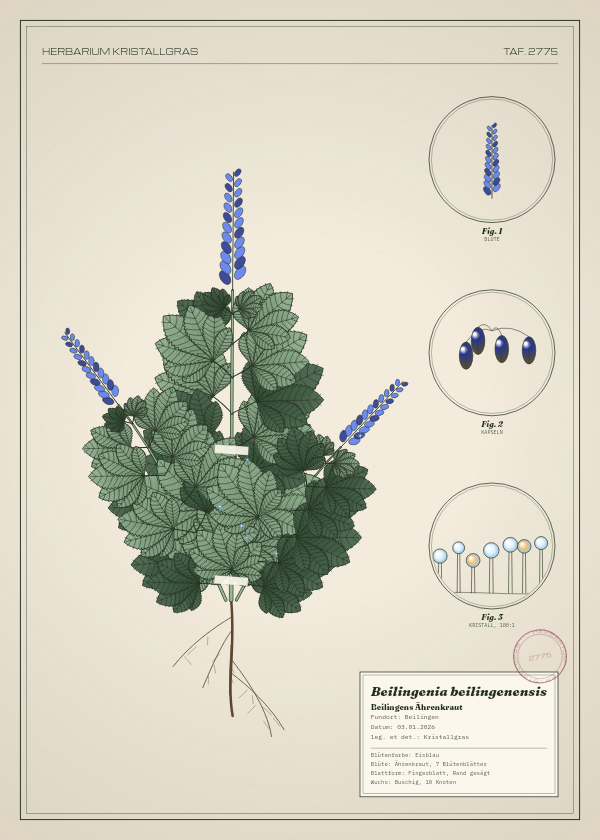 Botanische Tafel: Beilingenia beilingenensis, eine erfundene Pflanze aus Beilingen, gezeichnet wie in einem alten Pflanzenatlas
