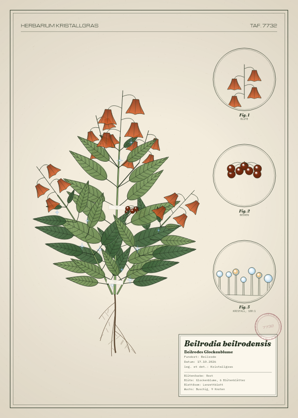 Botanische Tafel: Beilrodia beilrodensis, eine erfundene Pflanze aus Beilrode, gezeichnet wie in einem alten Pflanzenatlas