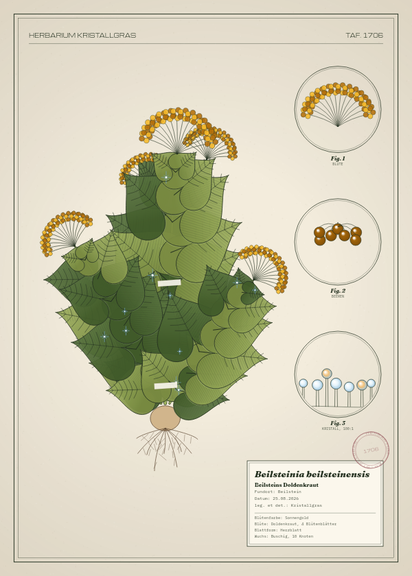 Botanische Tafel: Beilsteinia beilsteinensis, eine erfundene Pflanze aus Beilstein, gezeichnet wie in einem alten Pflanzenatlas