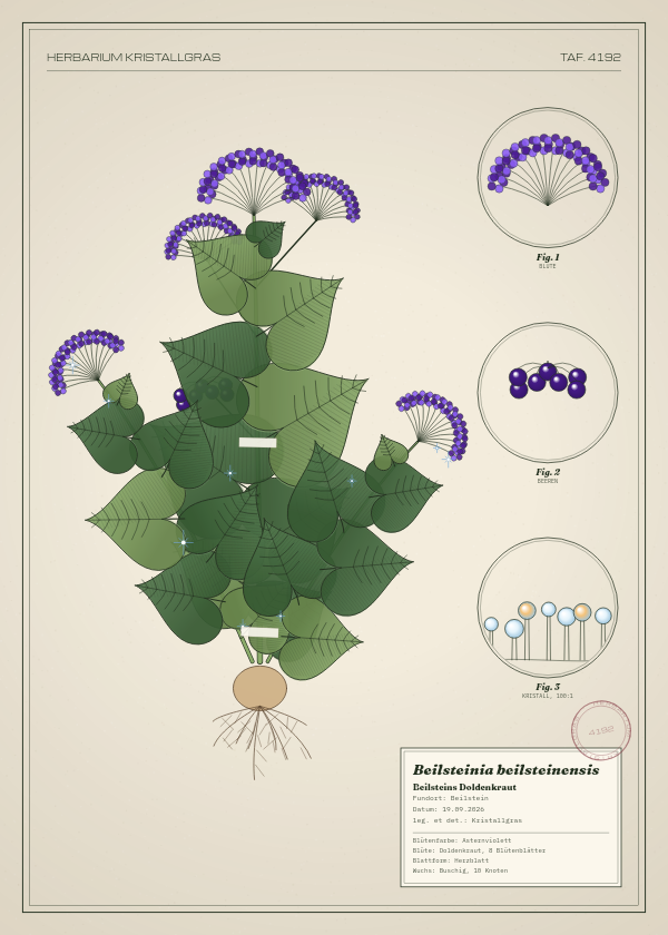 Botanische Tafel: Beilsteinia beilsteinensis, eine erfundene Pflanze aus Beilstein, gezeichnet wie in einem alten Pflanzenatlas