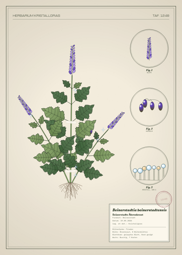 Botanische Tafel: Beinerstadtia beinerstadtensis, eine erfundene Pflanze aus Beinerstadt, gezeichnet wie in einem alten Pflanzenatlas