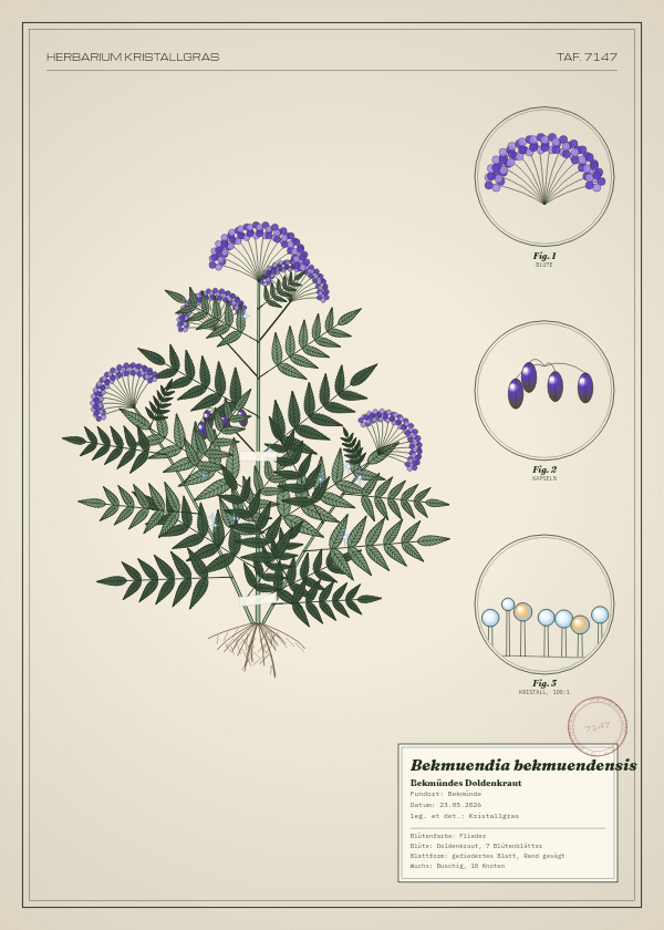Botanische Tafel: Bekmuendia bekmuendensis, eine erfundene Pflanze aus Bekmünde, gezeichnet wie in einem alten Pflanzenatlas