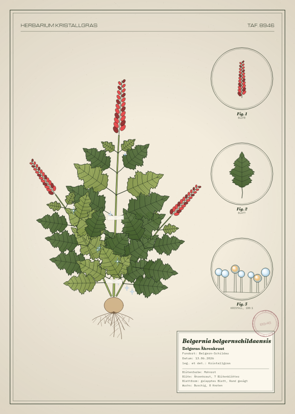 Botanische Tafel: Belgernia belgernschildaensis, eine erfundene Pflanze aus Belgern-Schildau, gezeichnet wie in einem alten Pflanzenatlas