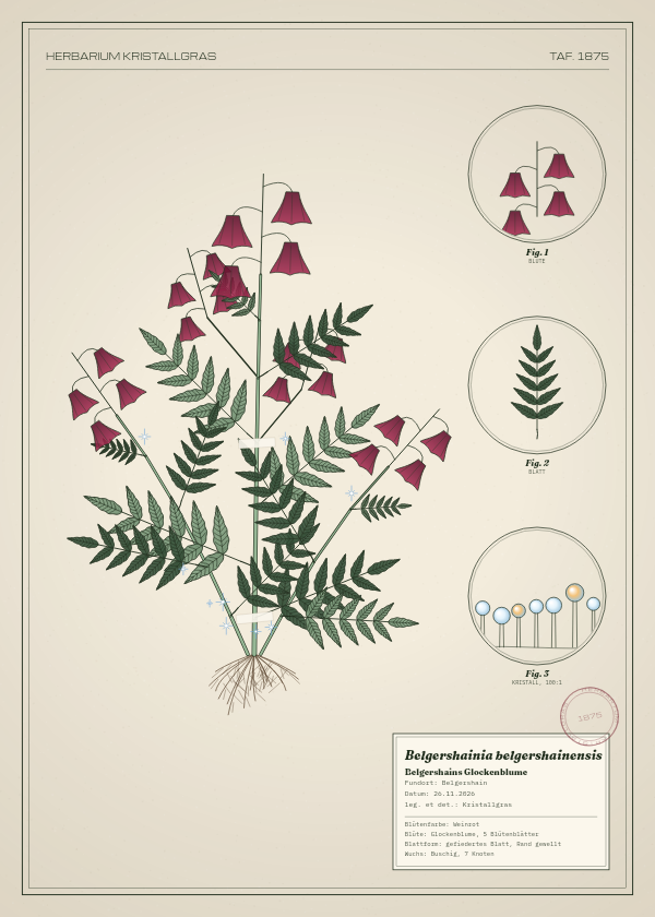 Botanische Tafel: Belgershainia belgershainensis, eine erfundene Pflanze aus Belgershain, gezeichnet wie in einem alten Pflanzenatlas