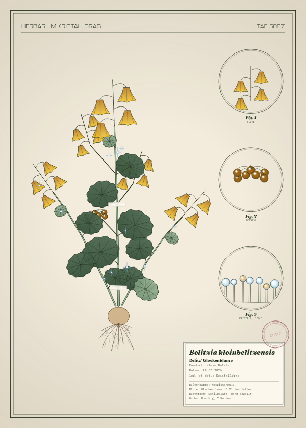 Botanische Tafel: Belitzia kleinbelitzensis, eine erfundene Pflanze aus Klein Belitz, gezeichnet wie in einem alten Pflanzenatlas