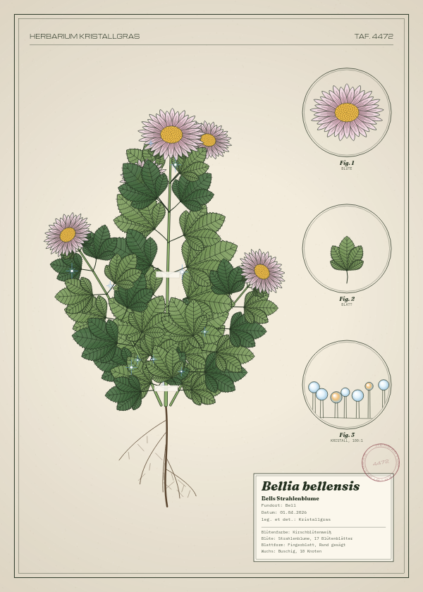 Botanische Tafel: Bellia bellensis, eine erfundene Pflanze aus Bell, gezeichnet wie in einem alten Pflanzenatlas