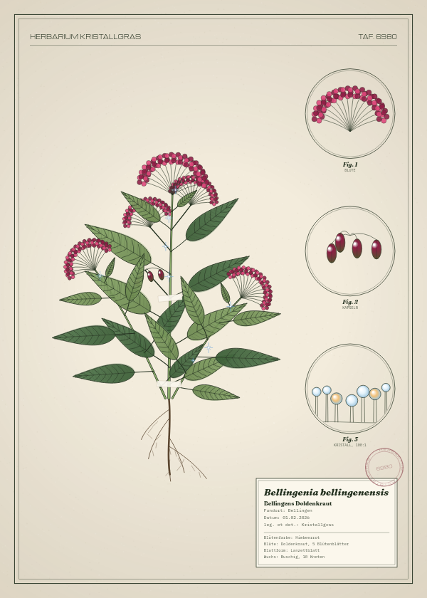 Botanische Tafel: Bellingenia bellingenensis, eine erfundene Pflanze aus Bellingen, gezeichnet wie in einem alten Pflanzenatlas