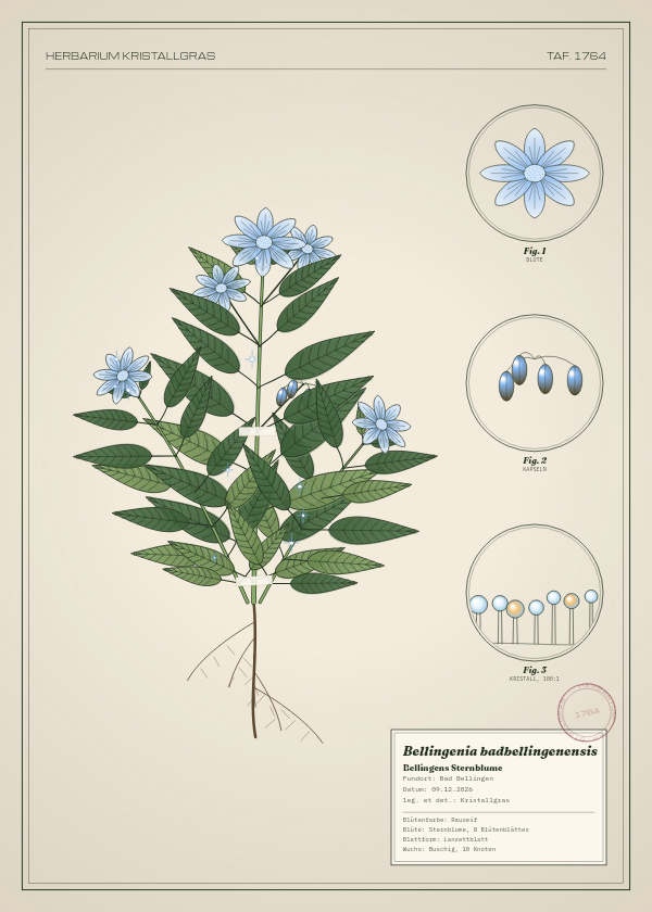 Botanische Tafel: Bellingenia badbellingenensis, eine erfundene Pflanze aus Bad Bellingen, gezeichnet wie in einem alten Pflanzenatlas