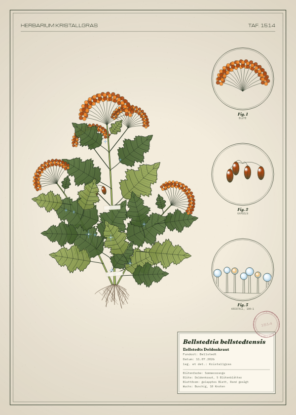 Botanische Tafel: Bellstedtia bellstedtensis, eine erfundene Pflanze aus Bellstedt, gezeichnet wie in einem alten Pflanzenatlas