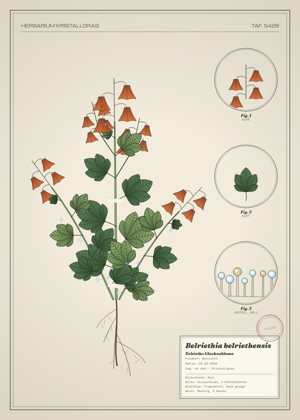 Botanische Tafel: Belriethia belriethensis, eine erfundene Pflanze aus Belrieth, gezeichnet wie in einem alten Pflanzenatlas