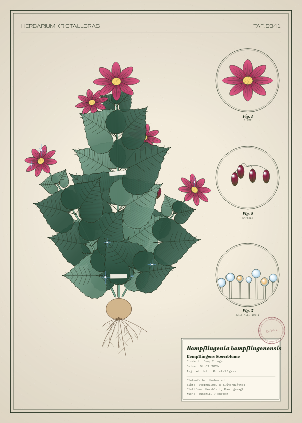 Botanische Tafel: Bempflingenia bempflingenensis, eine erfundene Pflanze aus Bempflingen, gezeichnet wie in einem alten Pflanzenatlas