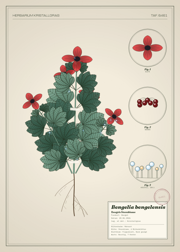 Botanische Tafel: Bengelia bengelensis, eine erfundene Pflanze aus Bengel, gezeichnet wie in einem alten Pflanzenatlas