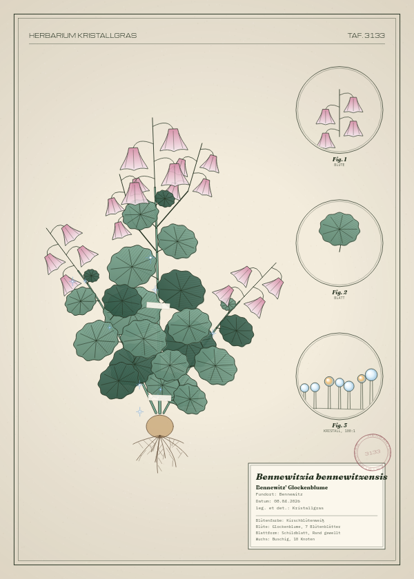 Botanische Tafel: Bennewitzia bennewitzensis, eine erfundene Pflanze aus Bennewitz, gezeichnet wie in einem alten Pflanzenatlas