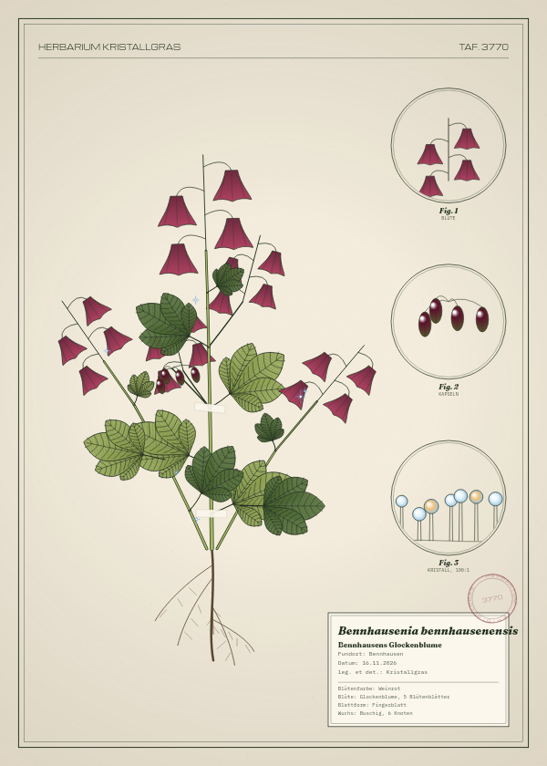 Botanische Tafel: Bennhausenia bennhausenensis, eine erfundene Pflanze aus Bennhausen, gezeichnet wie in einem alten Pflanzenatlas