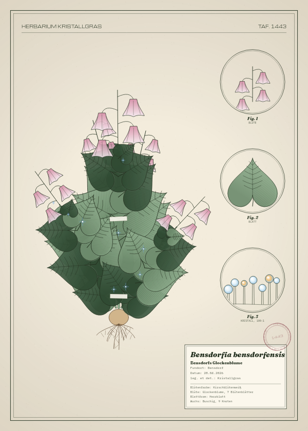 Botanische Tafel: Bensdorfia bensdorfensis, eine erfundene Pflanze aus Bensdorf, gezeichnet wie in einem alten Pflanzenatlas