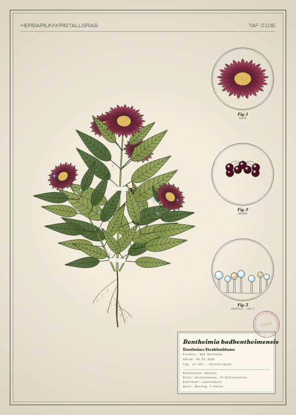 Botanische Tafel: Bentheimia badbentheimensis, eine erfundene Pflanze aus Bad Bentheim, gezeichnet wie in einem alten Pflanzenatlas
