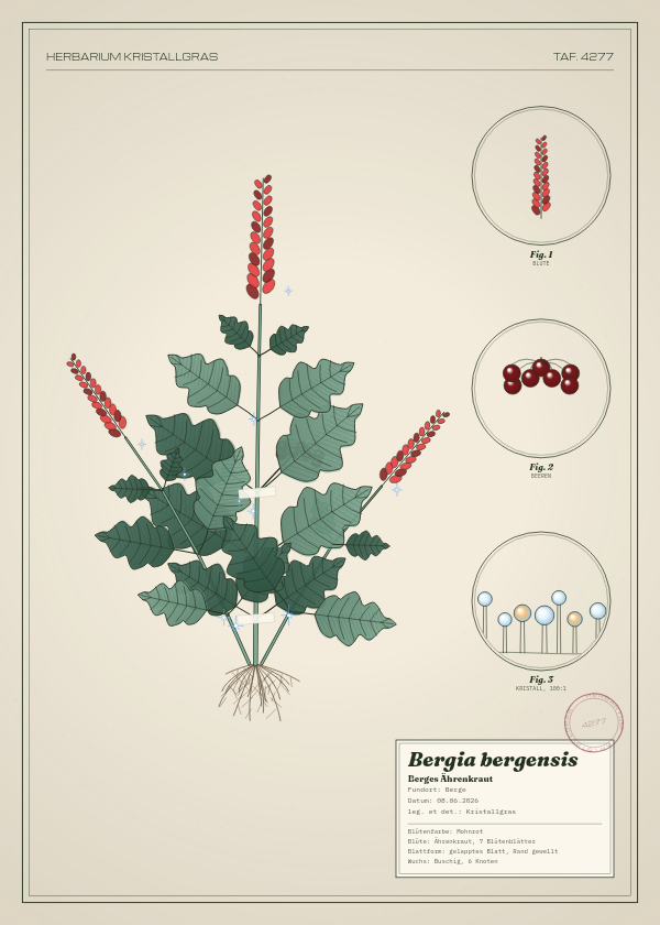 Botanische Tafel: Bergia bergensis, eine erfundene Pflanze aus Berge, gezeichnet wie in einem alten Pflanzenatlas