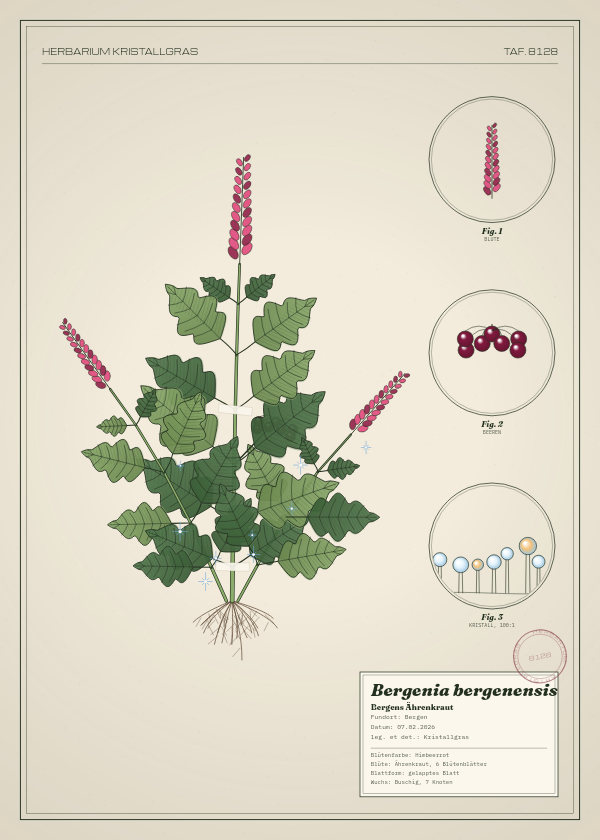 Botanische Tafel: Bergenia bergenensis, eine erfundene Pflanze aus Bergen, gezeichnet wie in einem alten Pflanzenatlas