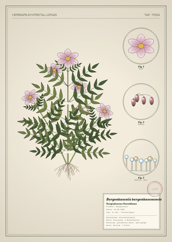 Botanische Tafel: Bergenhusenia bergenhusenensis, eine erfundene Pflanze aus Bergenhusen, gezeichnet wie in einem alten Pflanzenatlas