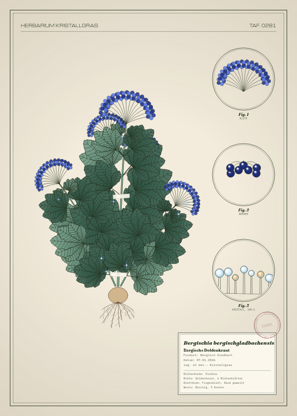 Botanische Tafel: Bergischia bergischgladbachensis, eine erfundene Pflanze aus Bergisch Gladbach, gezeichnet wie in einem alten Pflanzenatlas
